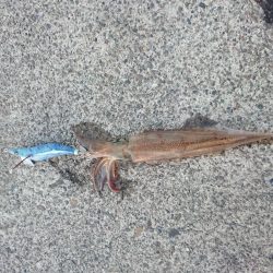 いつもの小さな漁港で